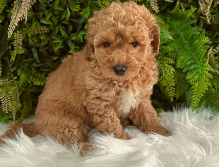 Safkan Orijinal Yavrular Dişi ve Erkek