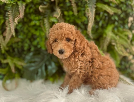 Toy Poodle 2 Aylık Yuva Arıyor