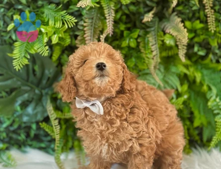 Toy Poodle 2 Aylık Yuva Arıyor