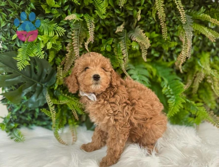 Toy Poodle 2 Aylık Yuva Arıyor
