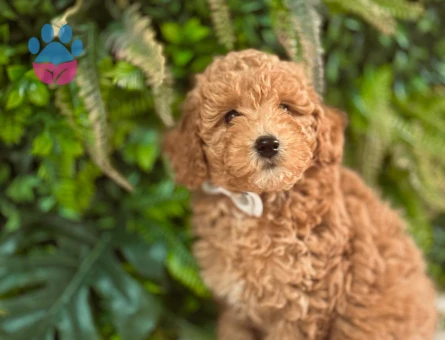 Safkan Toy Poodle Yavrylarımız 2 Aylık
