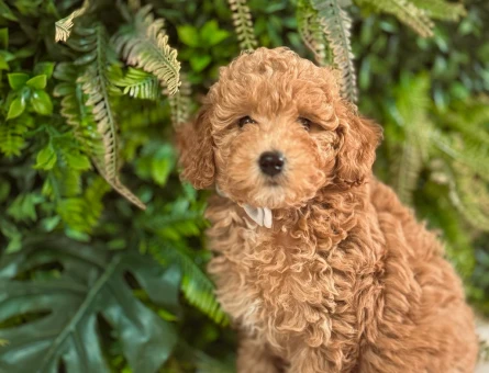 Safkan Toy Poodle 2 Aylık Oyuncu Yavrularımız