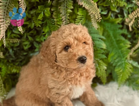 Safkan Toy Poodle 2 Aylık Oyuncu Yavrularımız