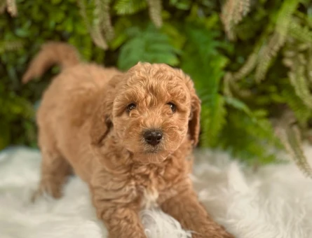 Toy Poodle 2 Aylık Yavrularımız Dişi ve Erkek