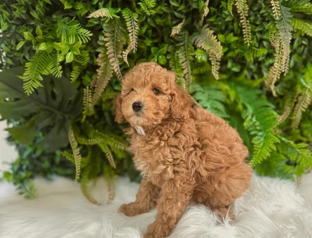 ORJINAL ERKEK DİŞİ SAFKAN TOY PODDLE