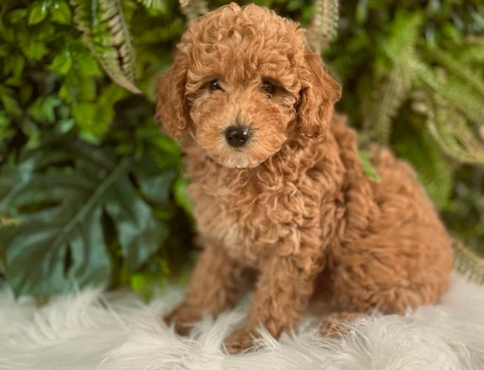 Orijinal Safkan Toy Poodle