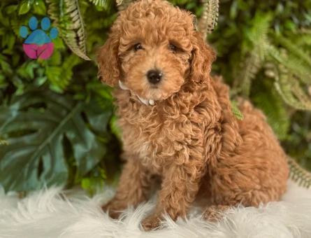 Orijinal Safkan Toy Poodle