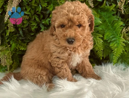 Orijinal Safkan Toy Poodle