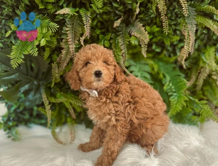Orijinal Safkan Toy Poodle