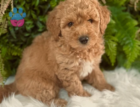 Orijinal Safkan Toy Poodle
