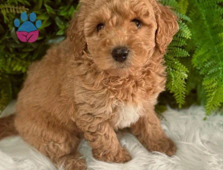 Orijinal Safkan Toy Poodle