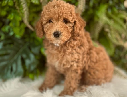 ORJINAL ERKEK DİŞİ SAFKAN TOY PODDLE