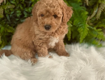 ORJINAL ERKEK DİŞİ SAFKAN TOY PODDLE