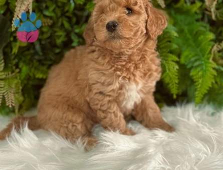 ORJINAL ERKEK DİŞİ SAFKAN TOY PODDLE