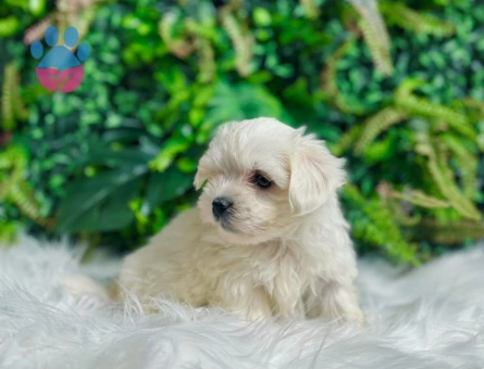 0 NUMARA MALTESE TERRİER DİŞİ ERKEK