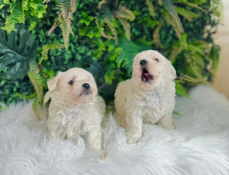 0 NUMARA MALTESE TERRİER DİŞİ ERKEK