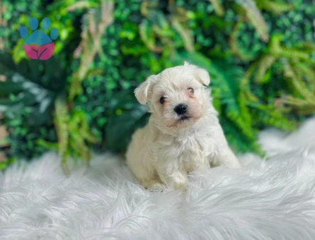 0 NUMARA MALTESE TERRİER DİŞİ ERKEK