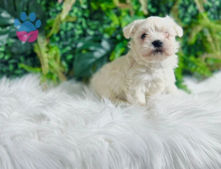 0 NUMARA MALTESE TERRİER DİŞİ ERKEK