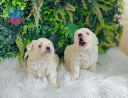 0 NUMARA MALTESE TERRİER DİŞİ ERKEK MEVCUT