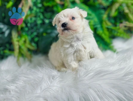 Maltese Terrier 0 Numara Erkek ve Dişi Yavrular