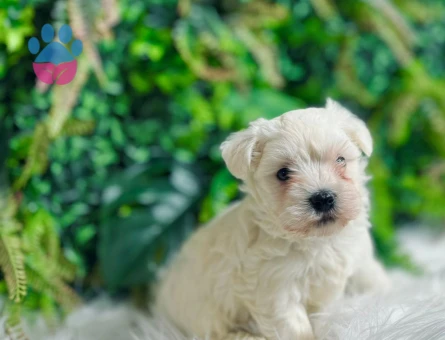Maltese Terrier 0 Numara Erkek ve Dişi Yavrular