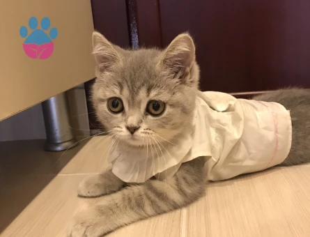 Dişi British Shorthair 4 Aylık