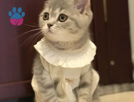 Dişi British Shorthair 4 Aylık