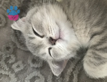 Dişi British Shorthair 4 Aylık