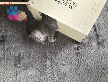 Dişi British Shorthair 4 Aylık
