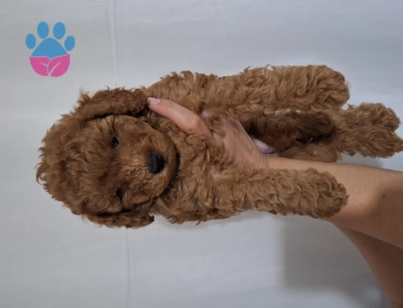 Toy Poodle 7 Haftalık