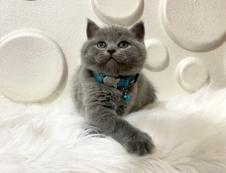 Gri British Shorthair Erkek 2 Aylık