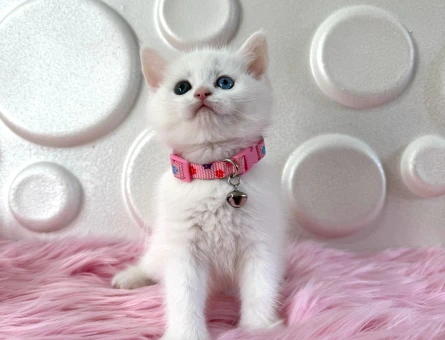 British Shorthair Beyaz 2 Aylık Dişi