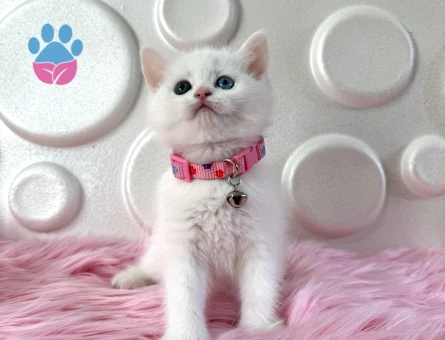 British Shorthair Beyaz 2 Aylık Dişi