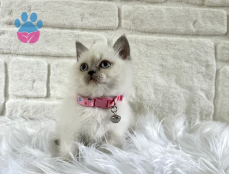 British Shorthair 2 Aylık Bluepoint Dişi