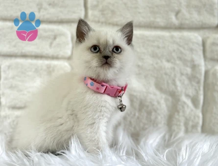 British Shorthair 2 Aylık Bluepoint Dişi