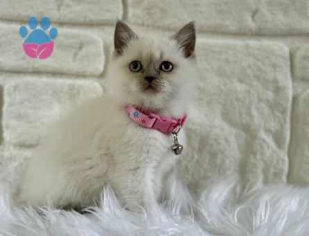 British Shorthair 2 Aylık Bluepoint Dişi