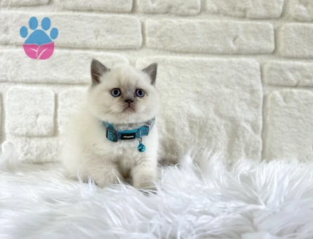British Shorthair 2 Aylık Erkek