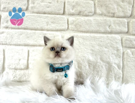 British Shorthair 2 Aylık Erkek