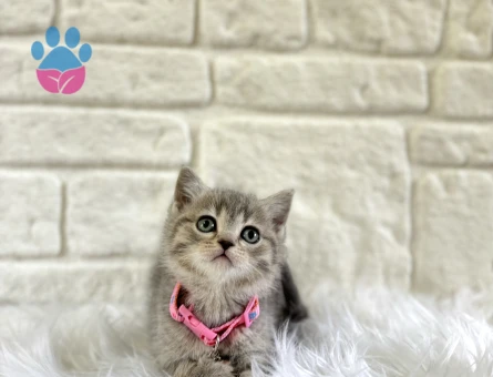 2 Aylık Tabby British Shorthair Dişi