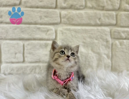 2 Aylık Tabby British Shorthair Dişi