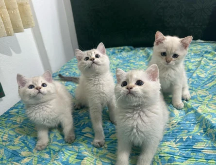 BEYAZ KAR TANESİ BRİTİSH SHORTHAİR YAVRULARIM