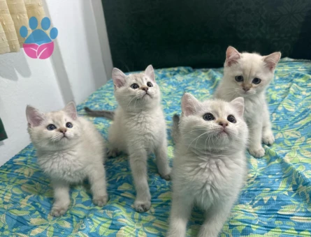 BEYAZ KAR TANESİ BRİTİSH SHORTHAİR YAVRULARIM