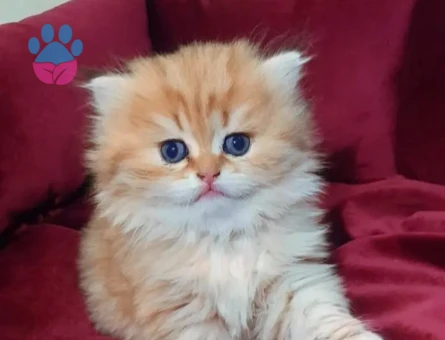 MUHTEŞEM KALİTE GOLDEN BRİTİSH BEBEKLERİM