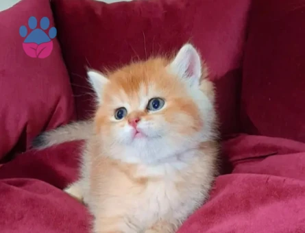 MUHTEŞEM KALİTE GOLDEN BRİTİSH BEBEKLERİM