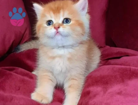 MUHTEŞEM KALİTE GOLDEN BRİTİSH BEBEKLERİM