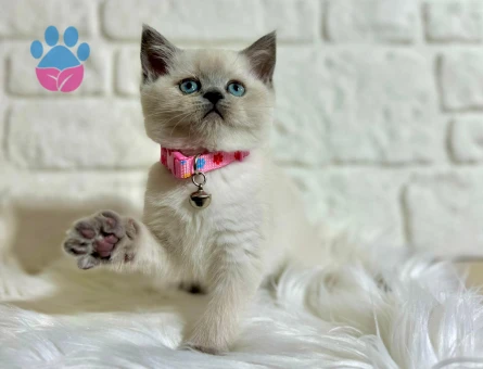 British Shorthair Blue point Dişi Tatlı Kızımız