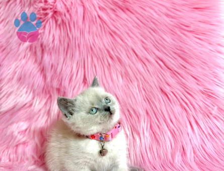 British Shorthaie Blue Point Maviş Kızımız