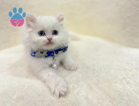 British Longhair Beyaz Erkek Yavru