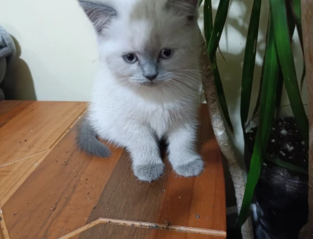 2ay yavru kedi dişi. British Blü point. Yeni ev arıyor.