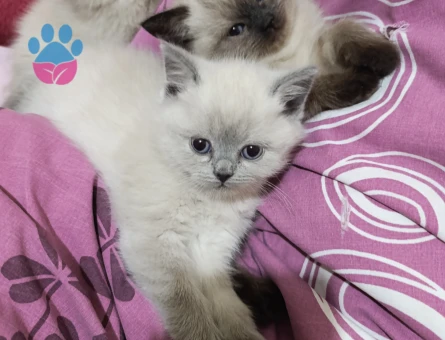 2ay yavru kedi dişi. British Blü point. Yeni ev arıyor.